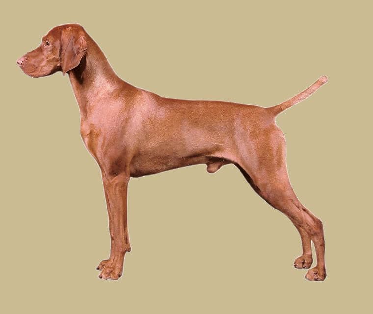 Vizsla