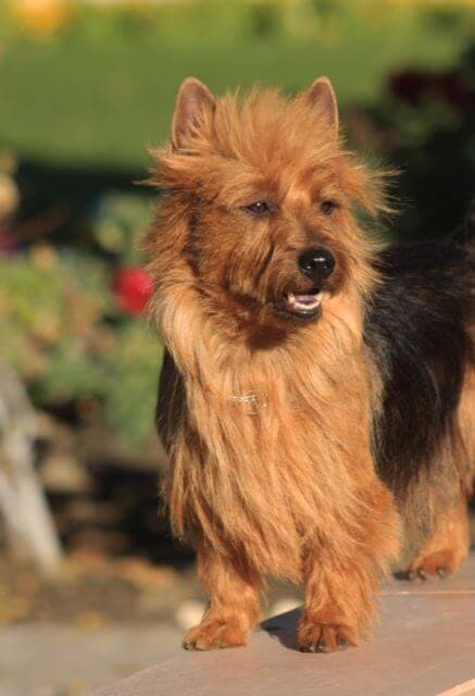 Australian Terrier