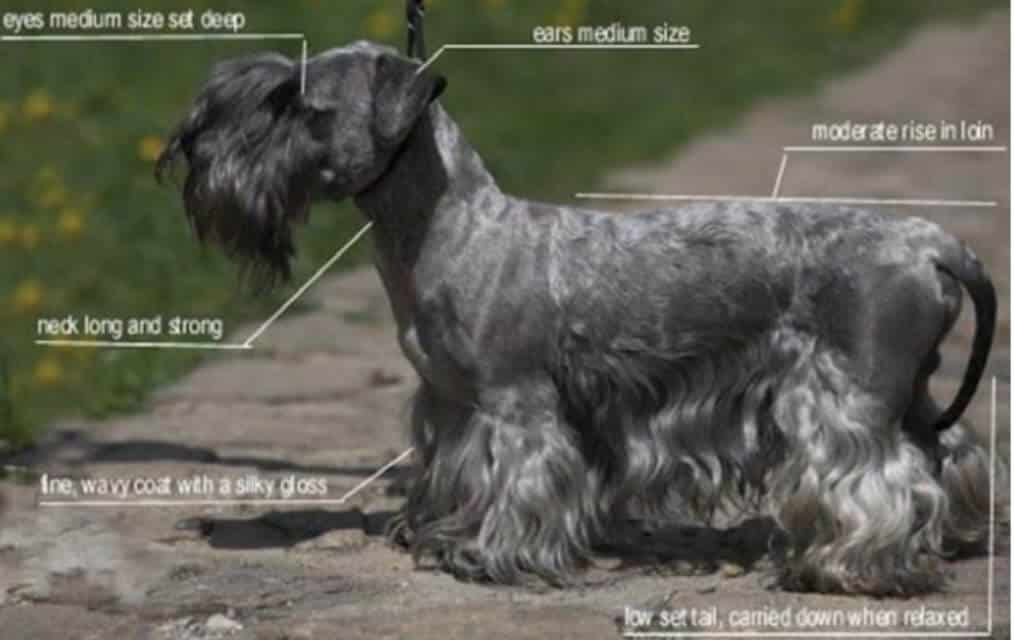 Cesky Terrier