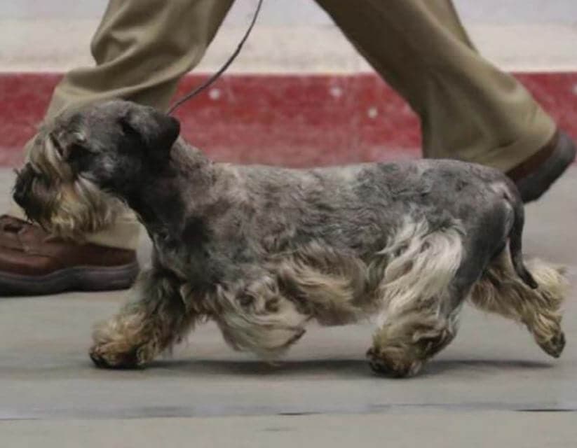 Cesky Terrier in the dog show ring.