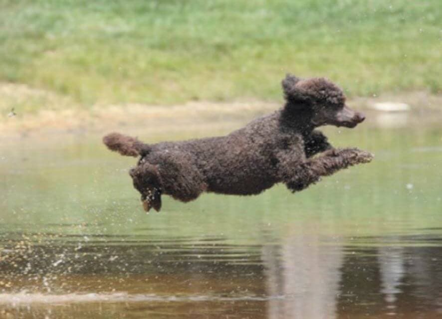 Poodle CH Carlyn Calamity Jane JH WCX NA. She competed in field events while in full show coat, finishing up her CH, JH and NA at about 4 years old. Her favorite activity was field work and Ann Rairigh finished her using a duck wing as bait in the show ring! Owned by Joyce Carelli.
