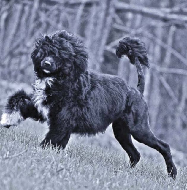 Portuguese Water Dog