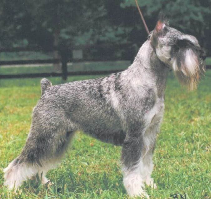 Standard Schnauzer