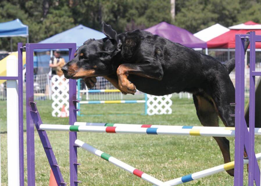 Black & Tan Coonhound