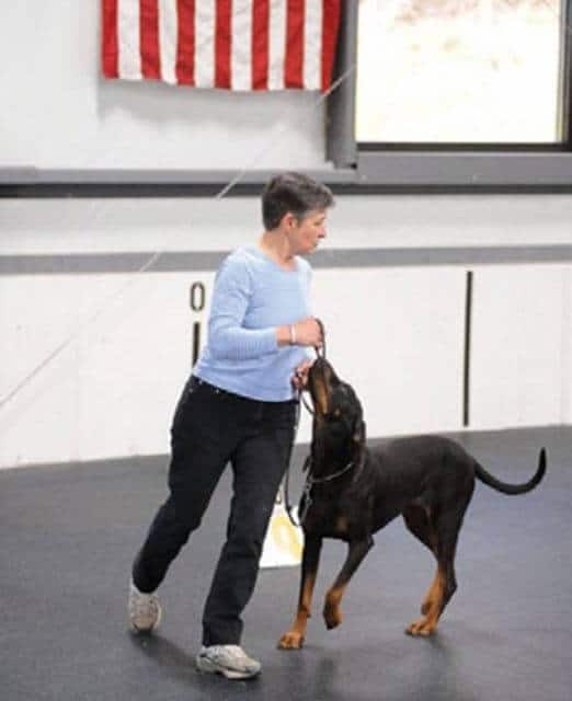 Black & Tan Coonhound