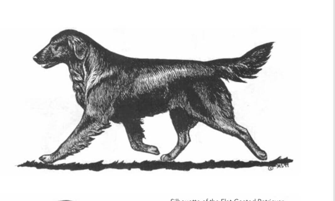 Flat-Coated Retriever