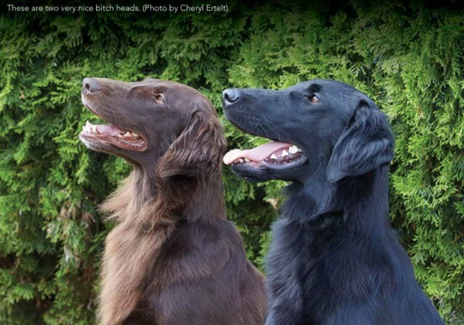 Flat-Coated Retriever