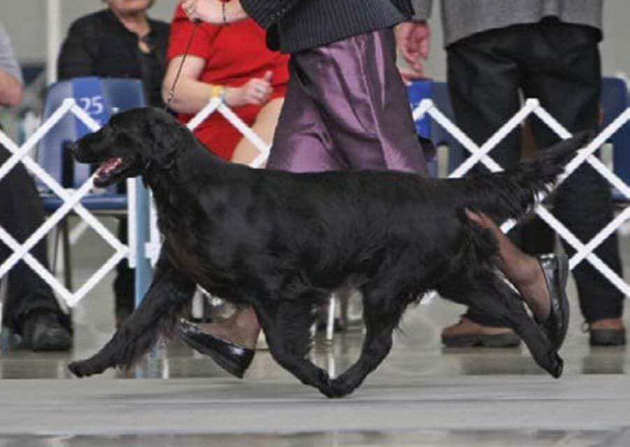 Flat-Coated Retriever