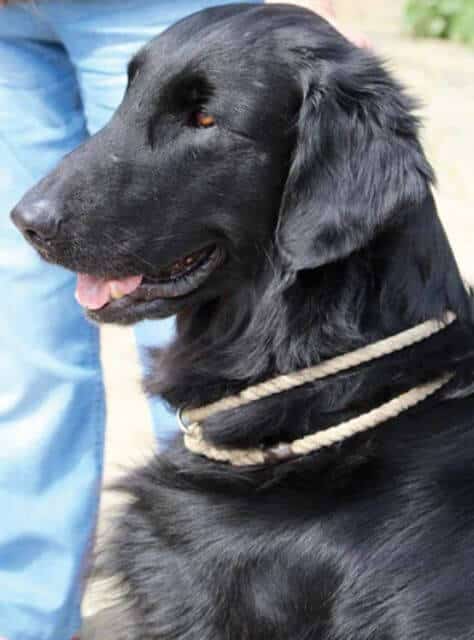 Flat-Coated Retriever