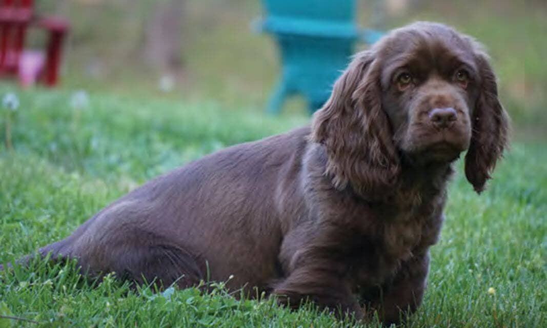 Sussex Spaniel