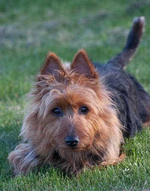 Australian Terrier