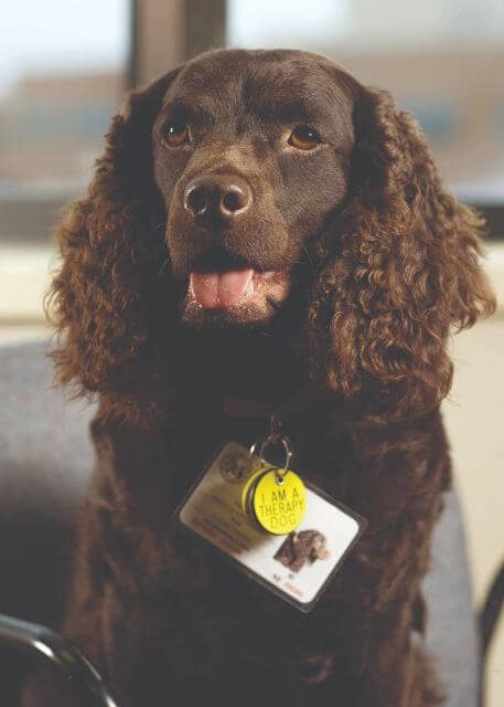American Water Spaniel