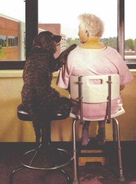 American Water Spaniel