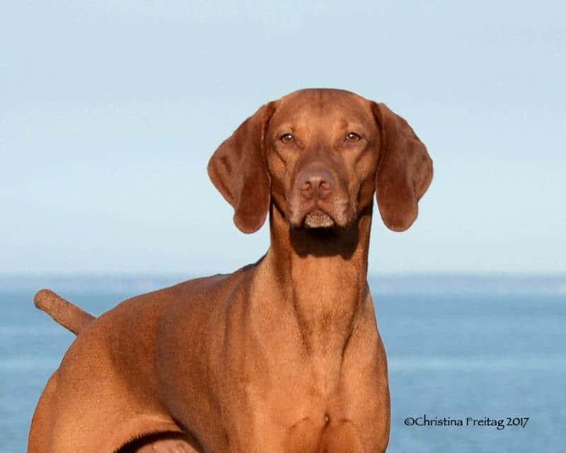 Vizsla