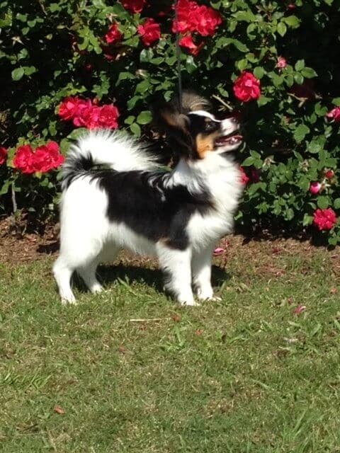 Papillon