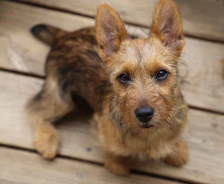 Australian Terrier
