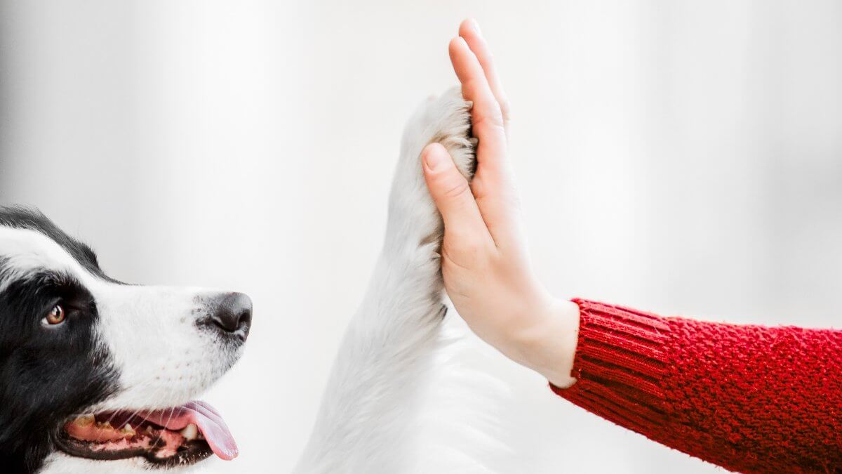 Border Collie giving a high five to a woman. Concept of trust and partnership between owner and dog