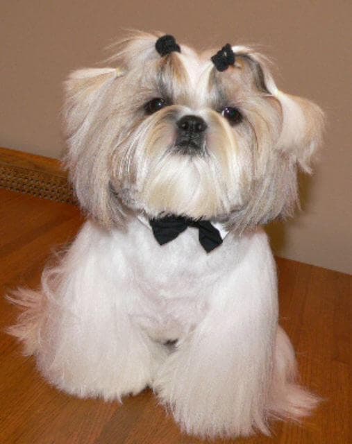 Shih Tzu