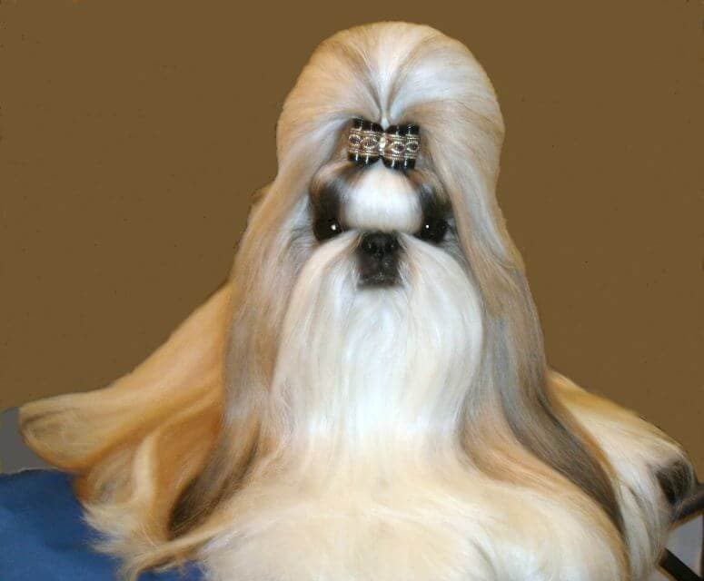 Shih Tzu