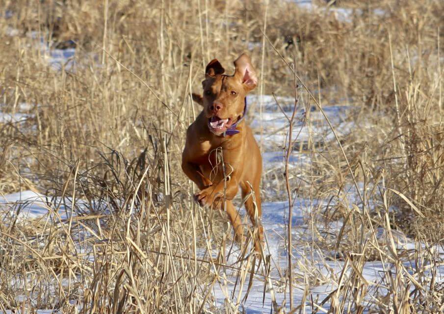 Vizsla