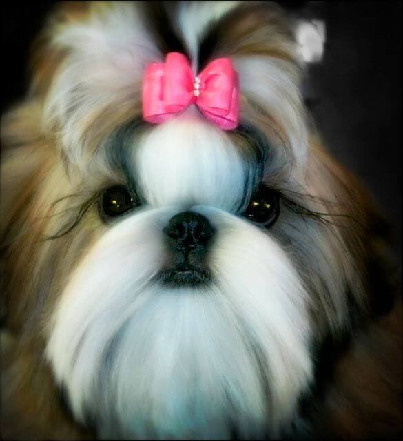 Shih Tzu