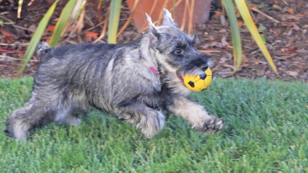 Standard Schnauzer