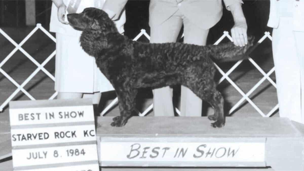American Water Spaniel CH His And Hers Gunners Demon CDX was the breed’s first all-breed Best in Show winner.
