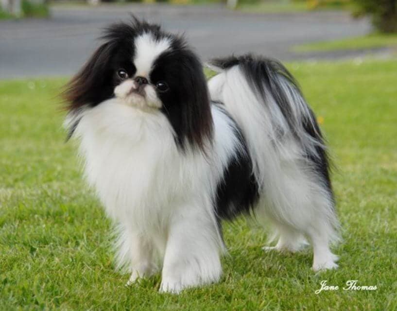 Japanese Chin standing outside on the grass.