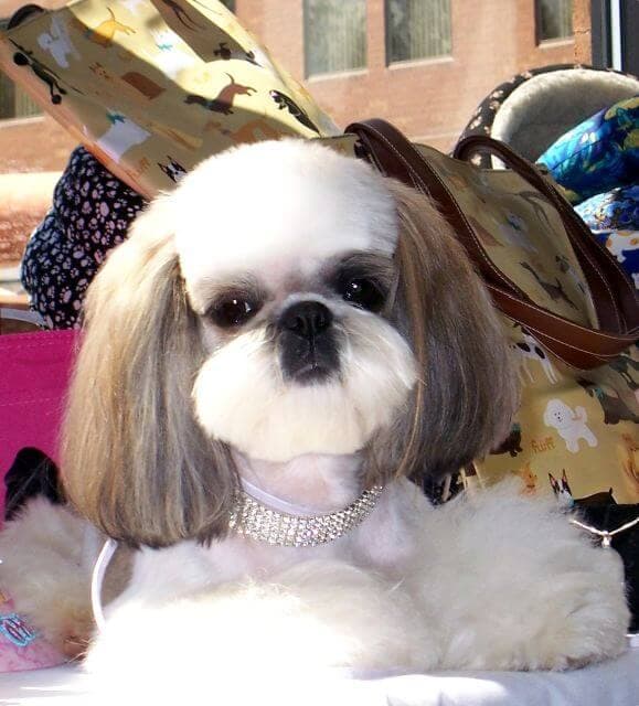 Shih Tzu