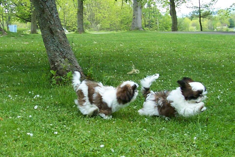 Shih Tzu