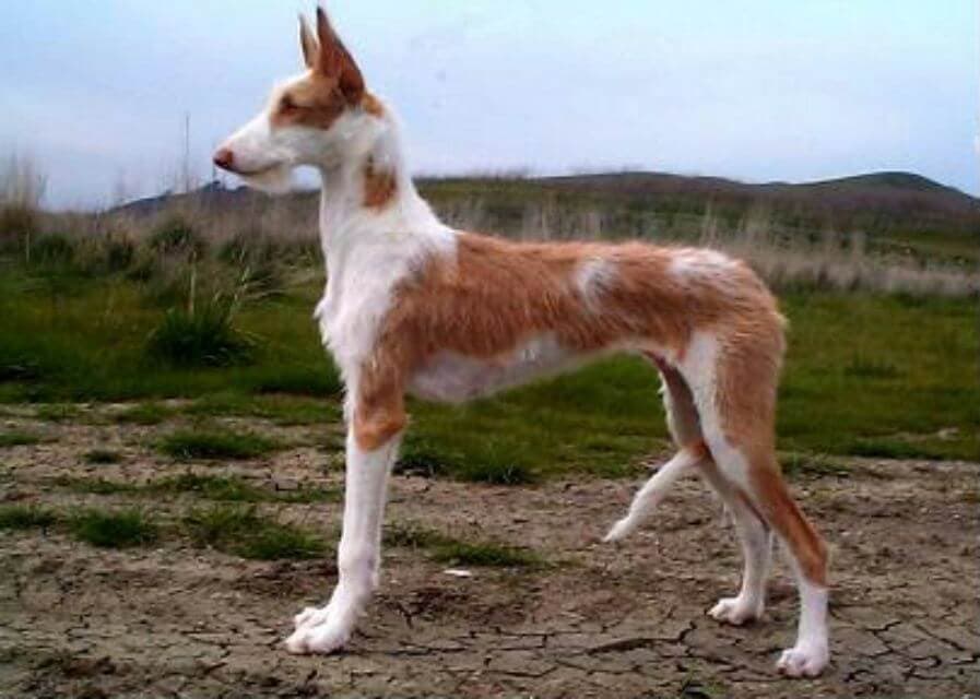 Ibizan Hound