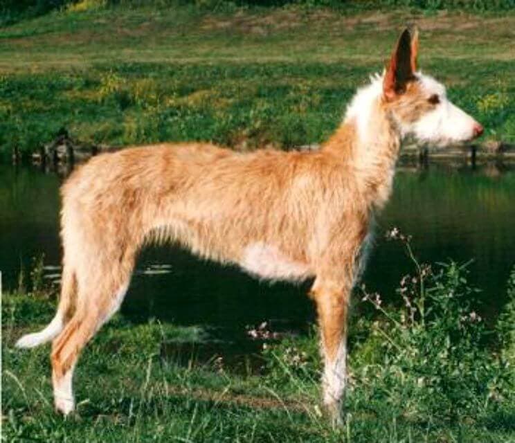 Ibizan Hound