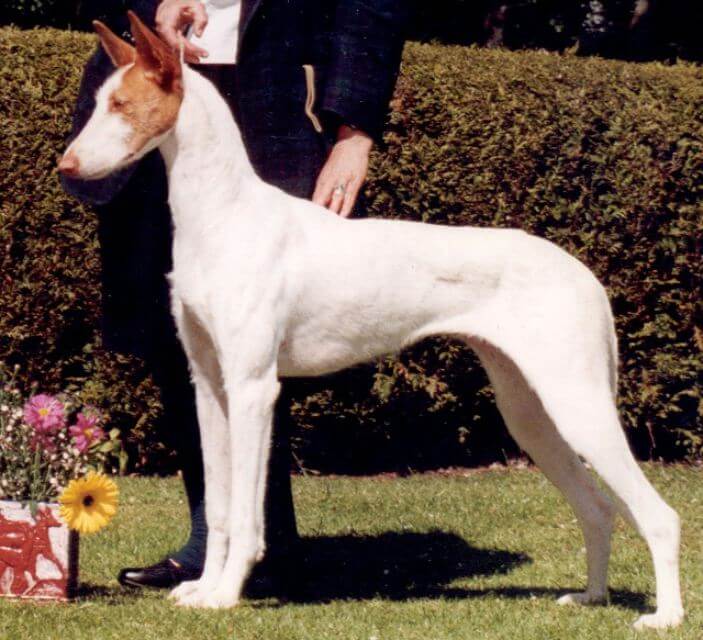 Ibizan Hound
