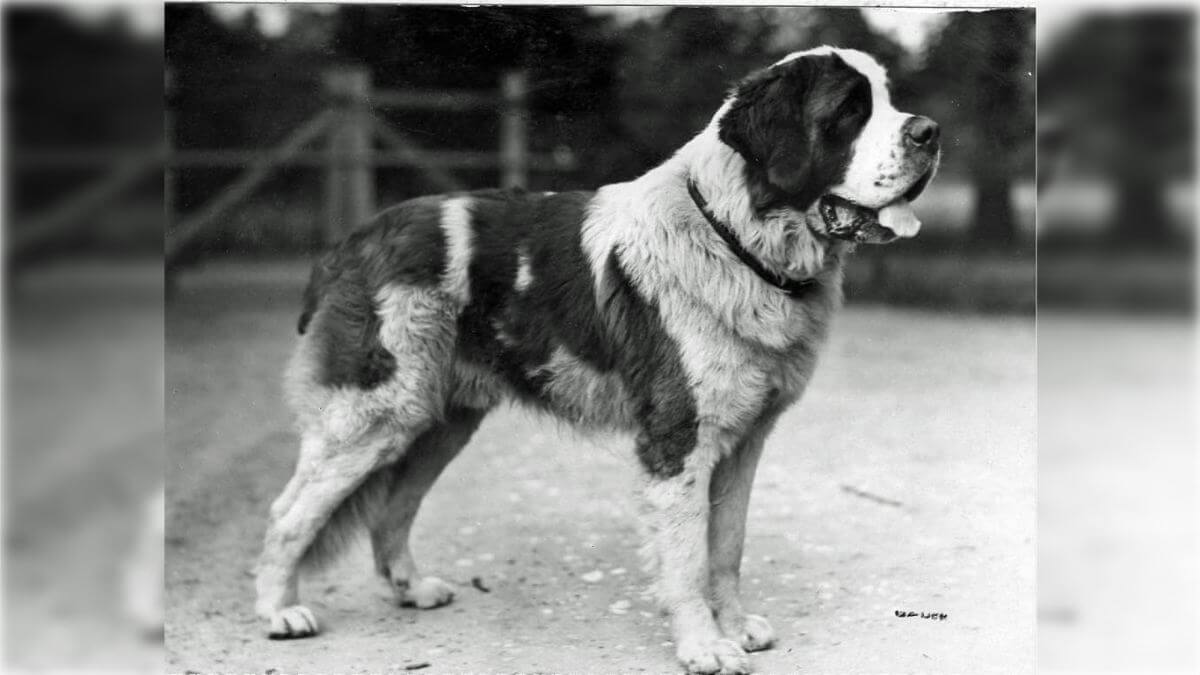 Saint Bernard