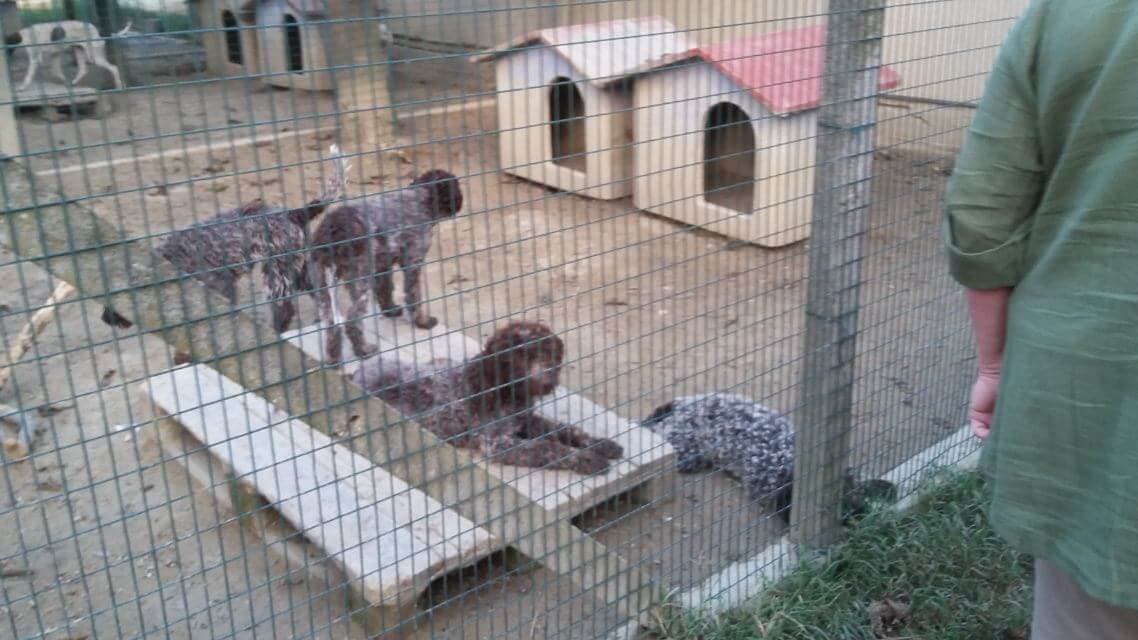 Lagotto Romagnolo