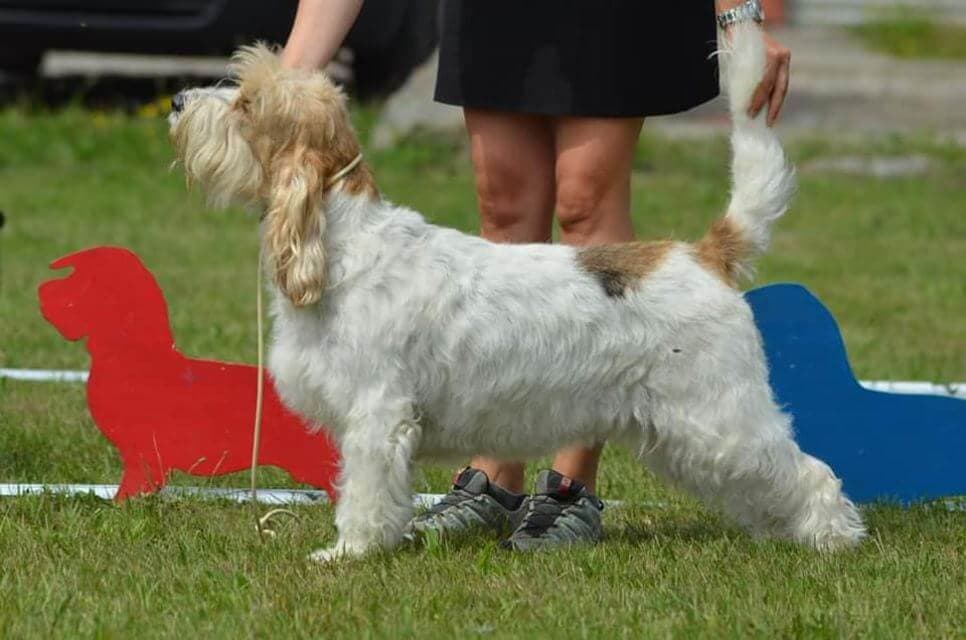 Grand Basset Griffon Vendeen