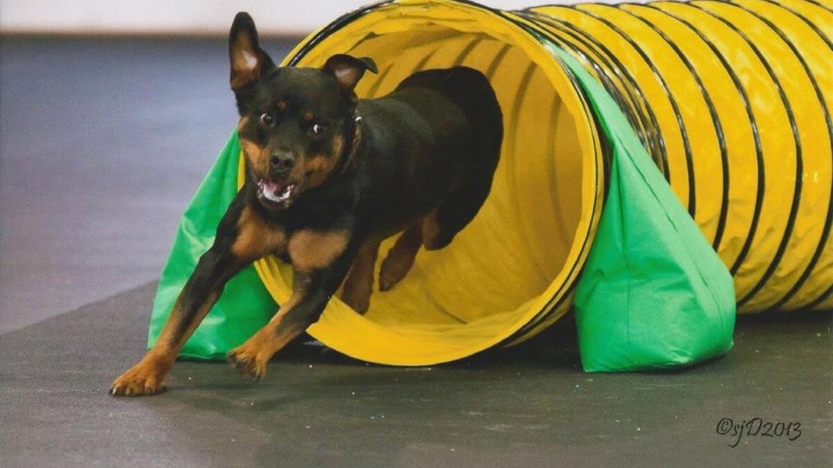 Rottweiler