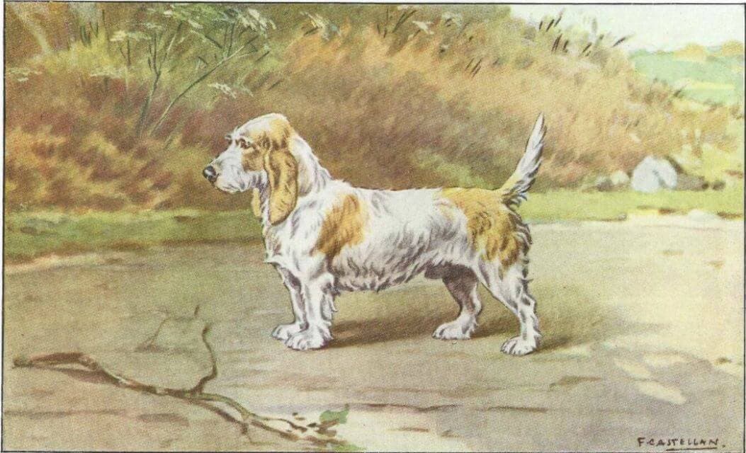 Grand Basset Griffon Vendeens