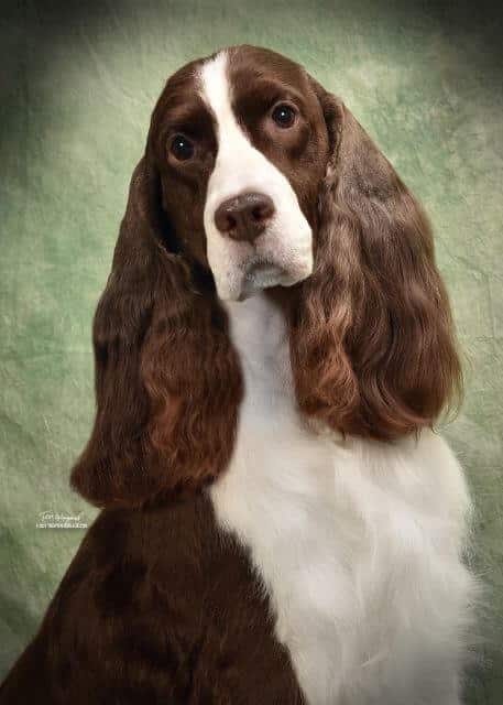 English Springer Spaniels