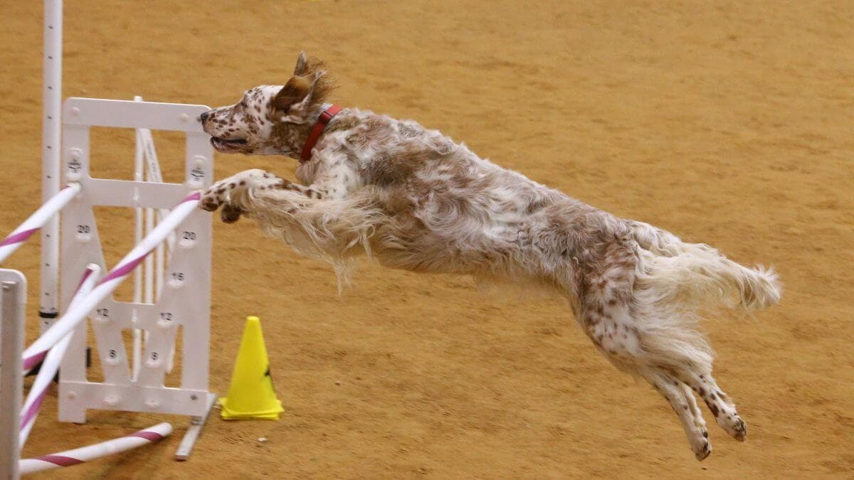 English Setter jumping over an obstacle while participating in a dog sport competition.