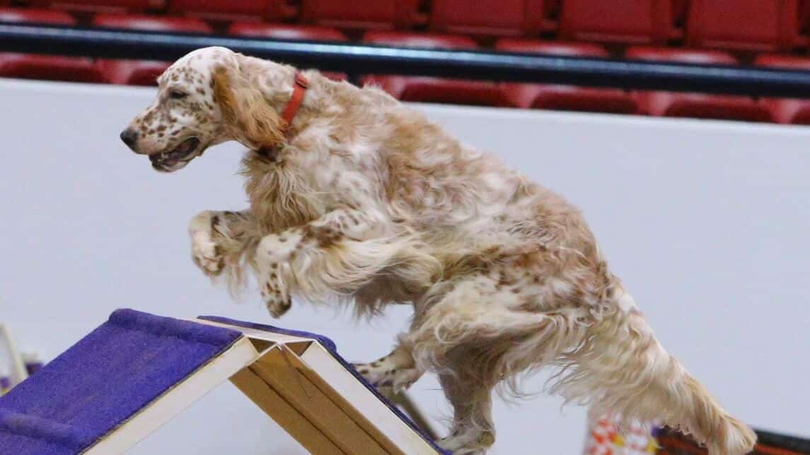 "Tatum," BISS CH Linwood Birchrun Let the Games Begin, RN, NA, AXJ, OF, NJP, CGC, JS. Owned by: Sue Johnson