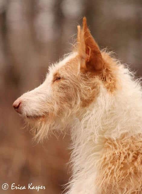 Ibizan Hound