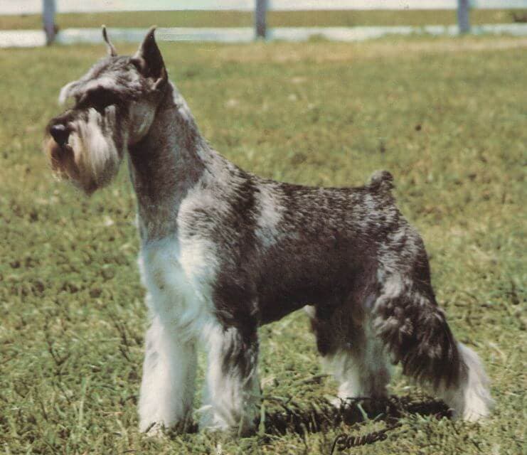 Standard Schnauzer