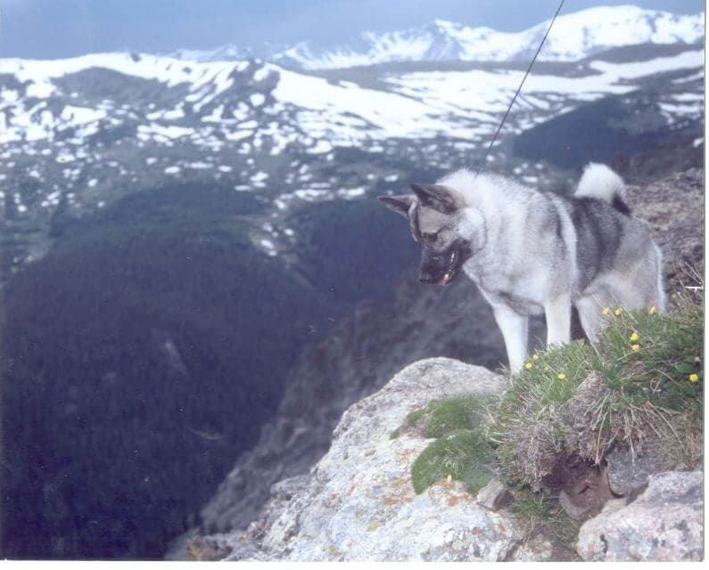 Norwegian Elkhound