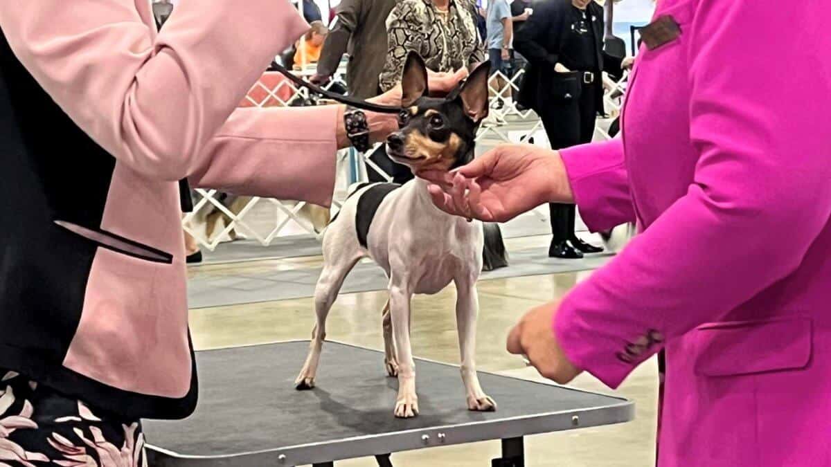 Toy dog being Examined on the table