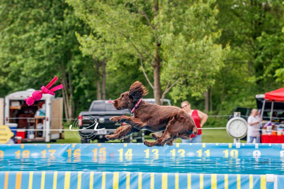 Field Spaniel