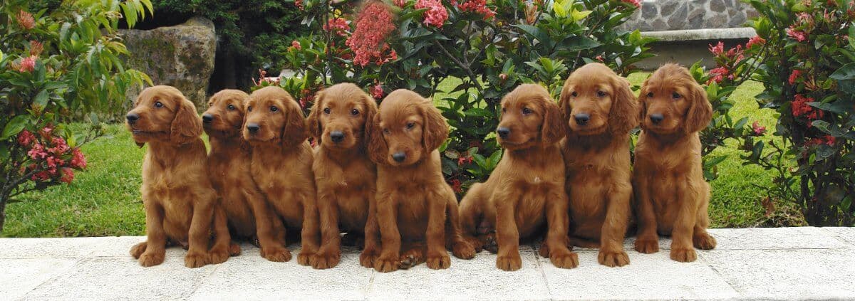 Eight Irish Setter puppies. Eight two months old pure breed red irish setter puppies posing in a row