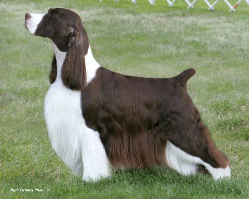 English Springer Spaniels