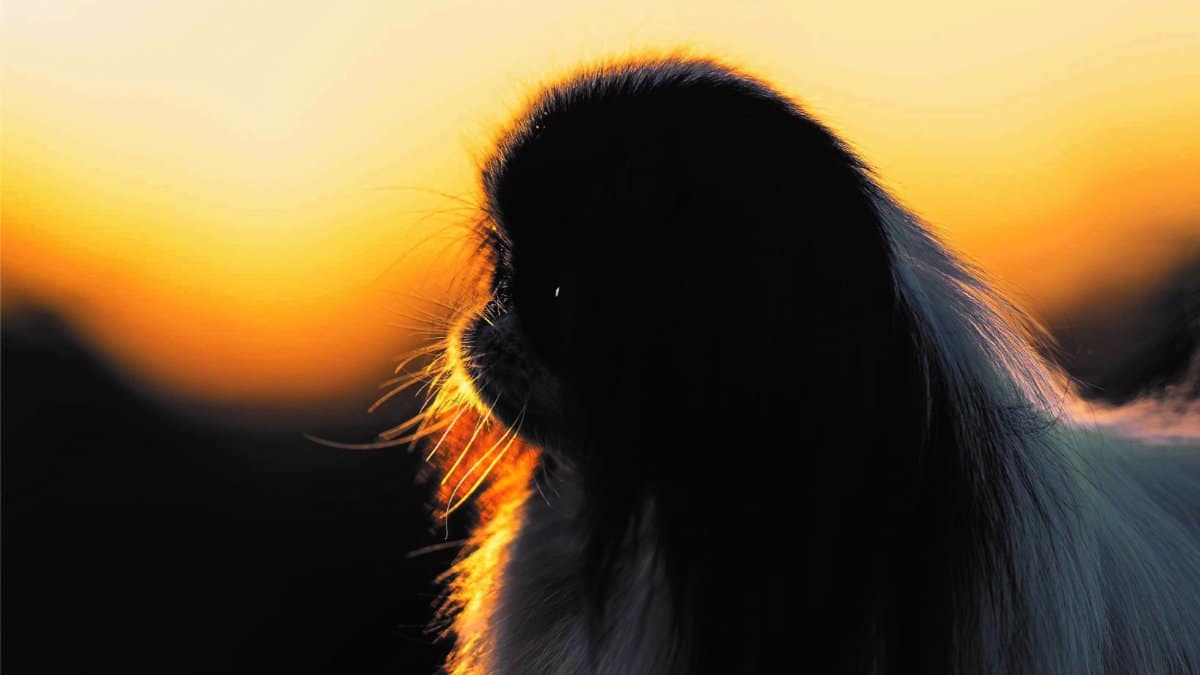 Close-up side head photo of a Japanese Chin