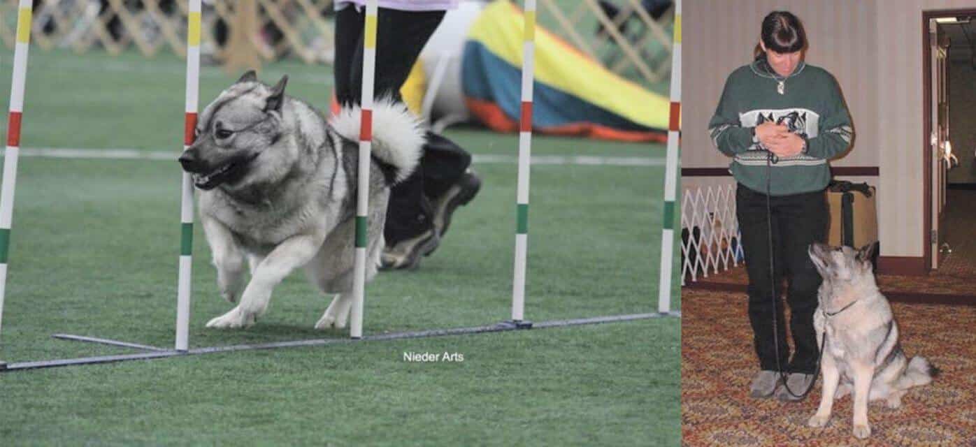 Norwegian Elkhound
